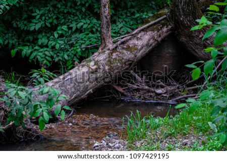 the image of the tumbled-down tree in the wood