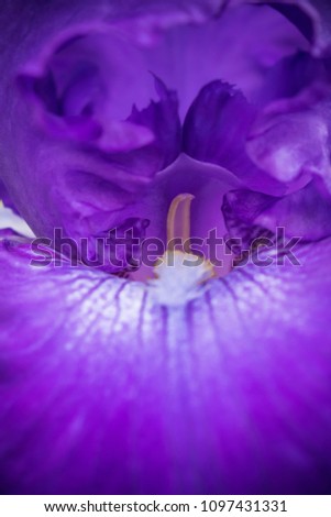 Bearded Iris in bloom