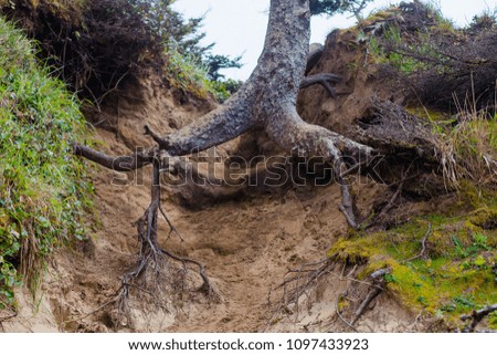 Close-up of the tree roots