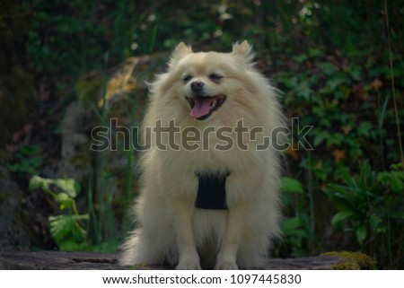 Dog sitting in garden
