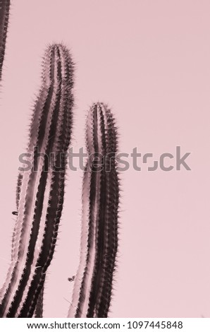 minimal concept. cactus isolated. pink