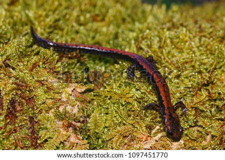 Macro of Golden-striped Salamander (Chioglossa lusitanica) taken in Asturias, Spain.
