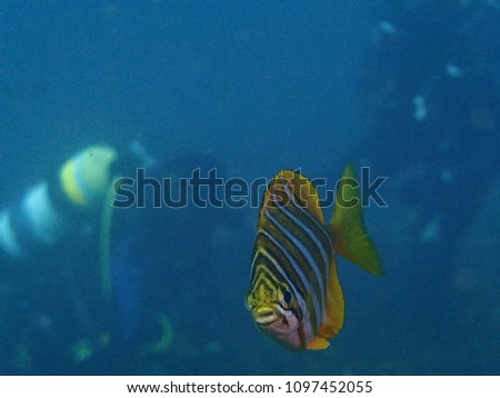 Fish portrait with divers in background - "footballer sweep"