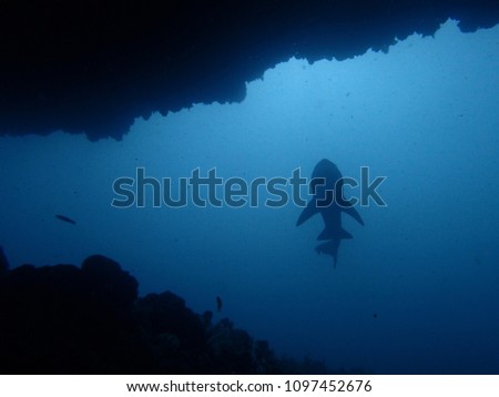 Silhouette of a Grey Nurse Shark / Sand Tiger Shark at Rottnest Island's "Shark Cave"