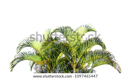Green leaves tree Palm texture background Blue tone dark  at phuket Thailand.isolate