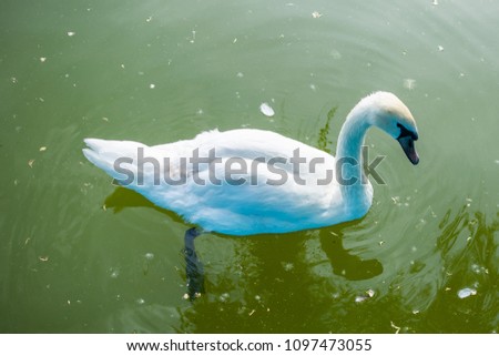 White swan in the lake.