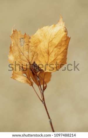 yellow leaf on a blurry gray background