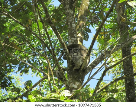Concealed sloth in tree