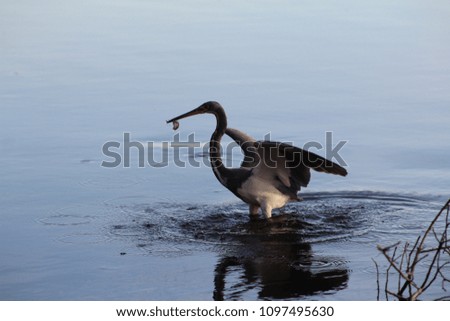 Great blue heron eating a fish while wading in a lake in the park