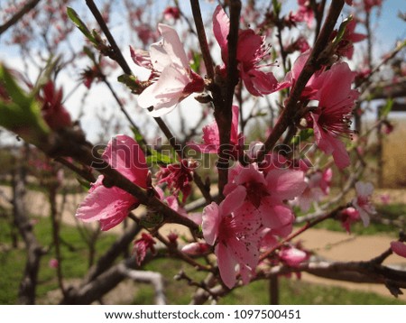 Closeup of Pretty Pink Peach Tree Blossoms in April near Kansas City, Missouri