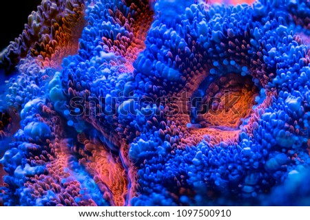 Lord Acan LPS Coral Royalty-Free Stock Photo #1097500910