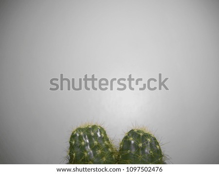 Cactus in pastel tones