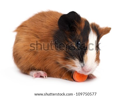 guinea pig on the white background