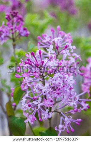 Blooming lilac image