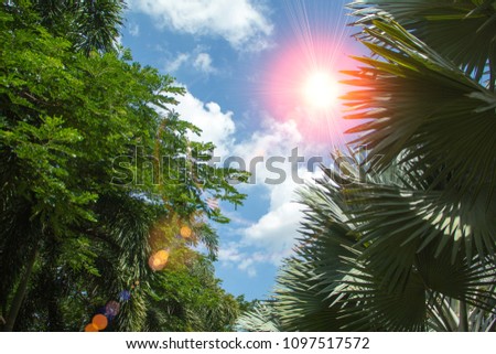 Bismarckia and sunset,Arecaceae and sunrise,Bismarckia Palm trees and sunshine, Palm trees and sunset.
