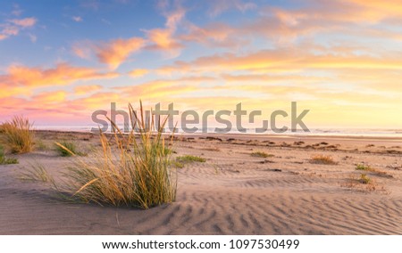 Panorama of beach grass growing from a warm sandy beach in New Zealand. The sky is filled with color from the morning sunrise. Orange clouds are sporadically placed in the blue sky as sunrises.   Royalty-Free Stock Photo #1097530499