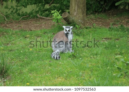 Funny lemur in the zoo