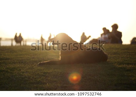 Silhouette and soft focus picture of the dog that is sitting on grass in the park