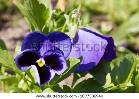 bright viola in the spring garden