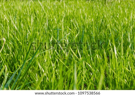 fresh spring grass, selective focus, natural background with shallow depth of field