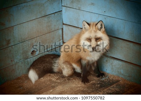 Soft fliter picture of red fox that sits in the corner of blue wooden wall.
