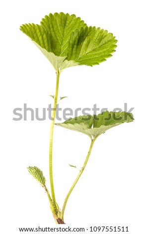 Green sprouts of strawberries with leaves. isolated on white background Royalty-Free Stock Photo #1097551511
