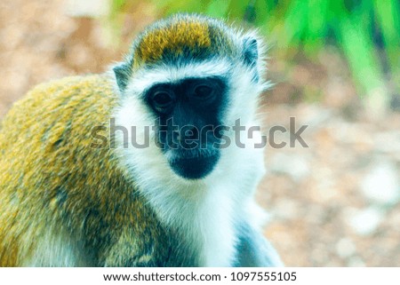 A head of furry brown monkey with black face and eyes looking to us. On the left side of the picture. Closeup.