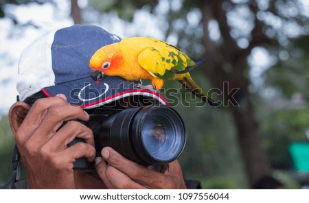 Parrot Island on a background hat