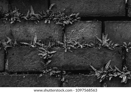 Ferns growing on brick wall, black and white image