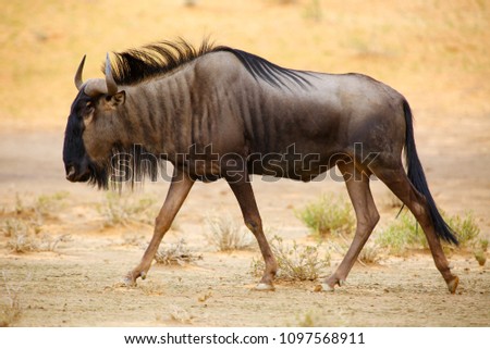 The blue wildebeest (Connochaetes taurinus) is walking in the dried riverbed in the desert. Gnu in the kalahari desert. Royalty-Free Stock Photo #1097568911