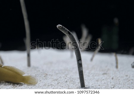 Spotted garden eel
