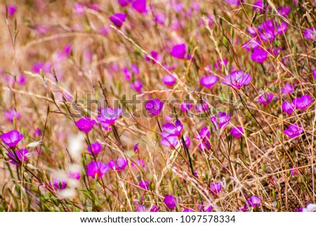 Clarkia Rubicunda (Farewell to spring,  Reddened clarkia, Ruby chalice clarkia) wildflowers, blooming on a field among dry grass on the hills of south San Francisco bay area, California