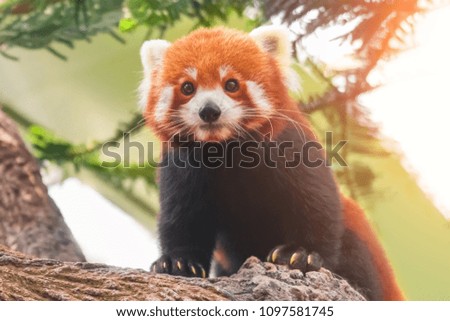 Red panda on a tree branch, close-up