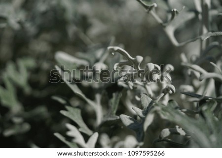 Zoom-in picture of shiny silver-grey leafs behinds flower blooming in Nagoya, Japan on a sunny day.