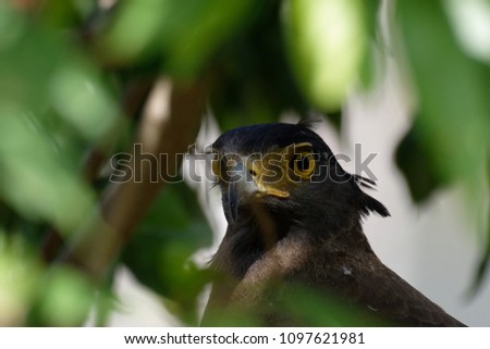 Crested Serpent Eagle - This marvelous bird was sitting on a tree branch hidden behind the leaves. This photo was taken when the wind blew the leaves and the bird became visible. Killer looks!!