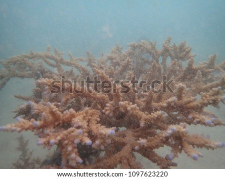 Coral in the sea