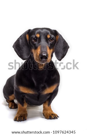 black and tan dachshund's portrait Royalty-Free Stock Photo #1097624345