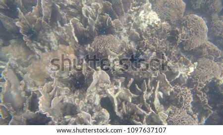 Coral reefs and fish in the sea
