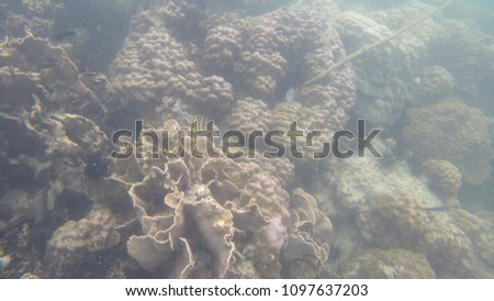 Coral reefs and fish in the sea