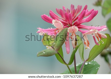 trumpet honeysuckle and raindrops, gorgeous shape and splendid color, sparkling drops like jewel