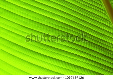 Closeup Patterns of green heliconia leaf Under the sun for texture and background.