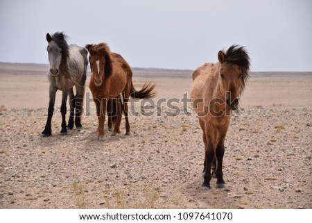 Wild horses in the steppe
