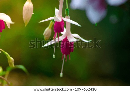 Dicentra on green background