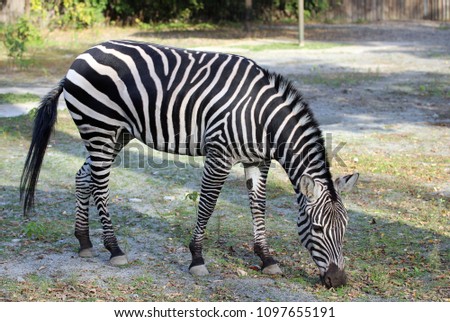 A zebra in a zoo