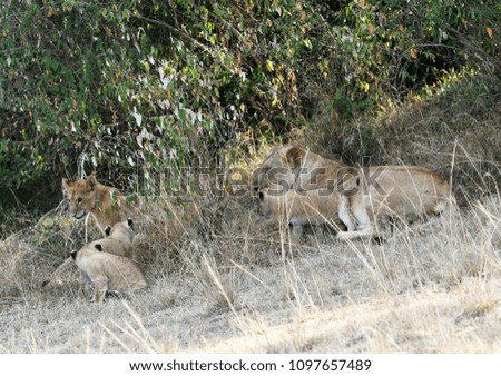 Lion cubs playing in the African Bush, while the mother sits and looks on, in Masai Mara, Kenya, Africa