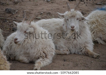 White goats in the steppe
