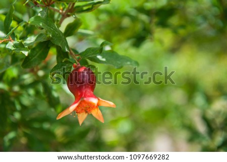 Red young unripe fresh pomegranate fruit on a branch on a green background out of focus