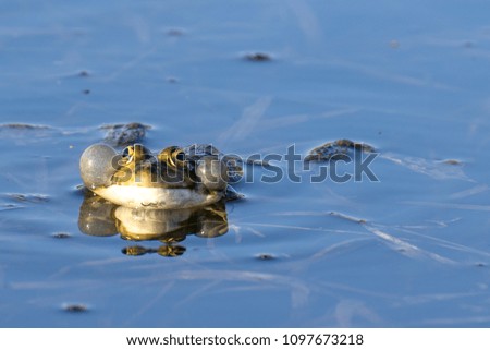 Green frog in water