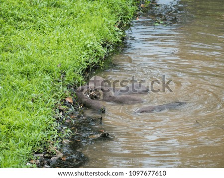 Otter Eating Fish in a Pond