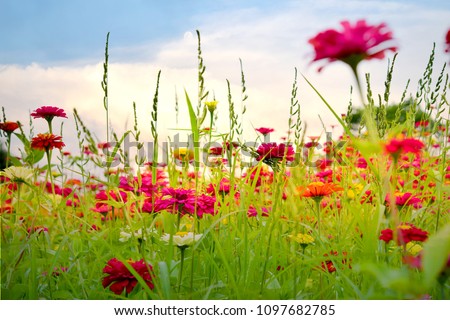 Colorful flowers blooming in nature beautiful view
